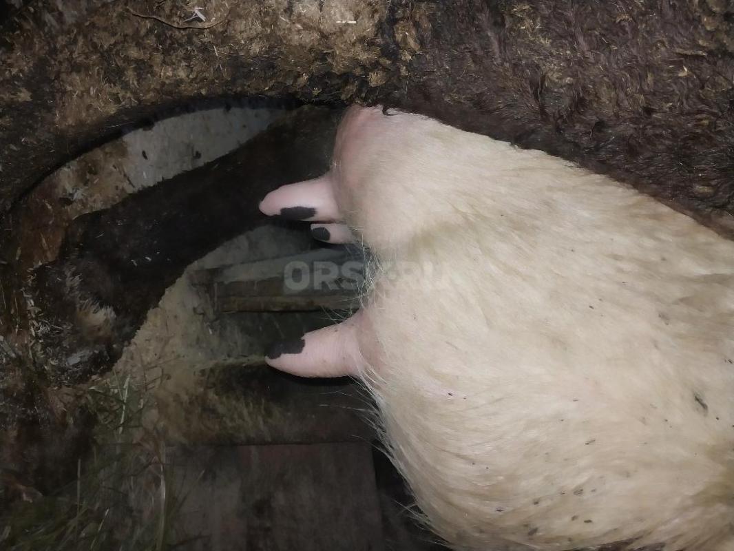 Продам дойную  молочную корову. - Гай