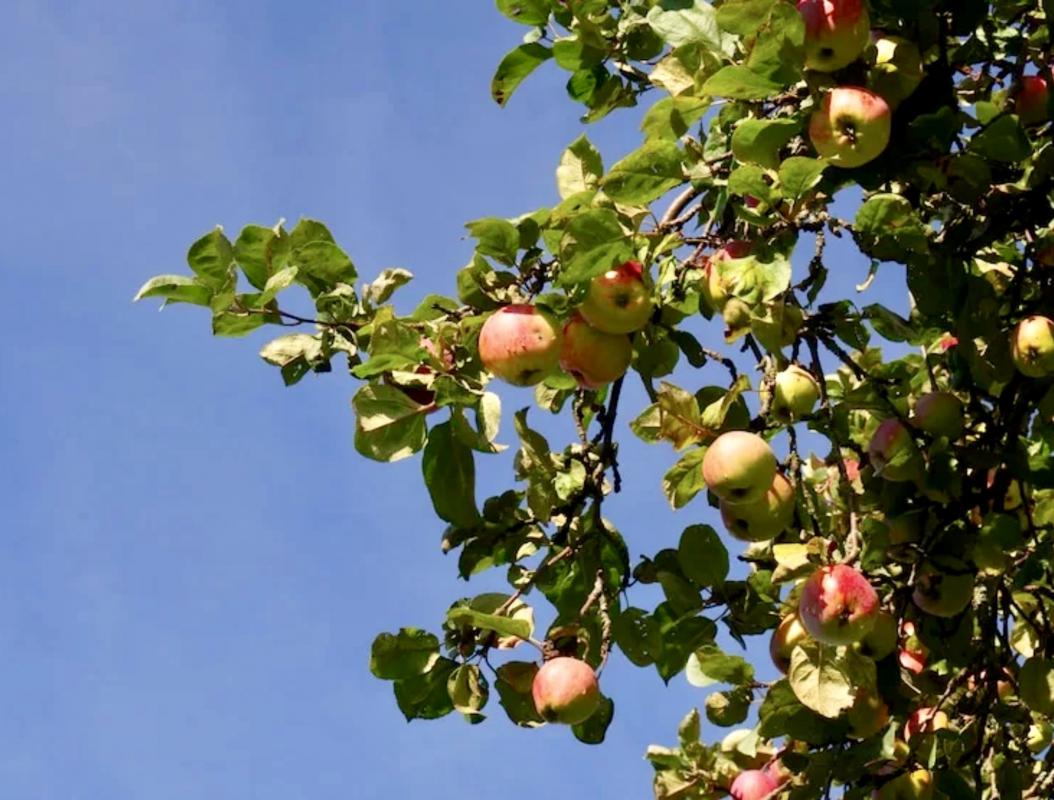 Продам (сдам в аренду) сад огород в СНТ «Заря». 8 соток. - Гай