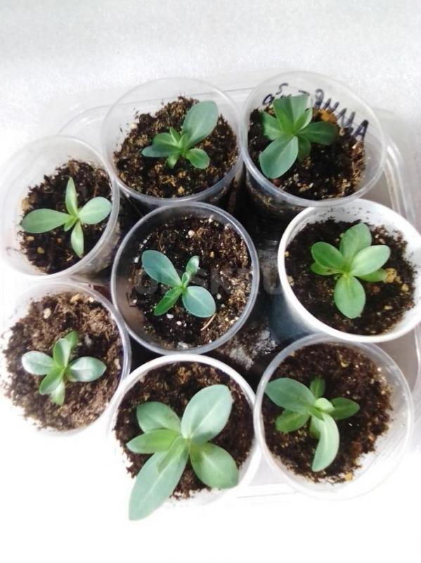 эустома  каждая в стаканчике  4 расцветки  на доращивание - Орск