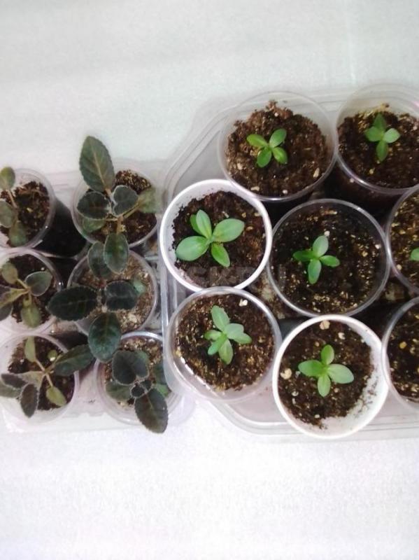 эустома  каждая в стаканчике  4 расцветки  на доращивание - Орск