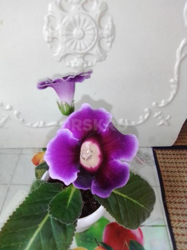 2 вида глоксинии красная и фиолетовая  каждая в стаканчике - Орск