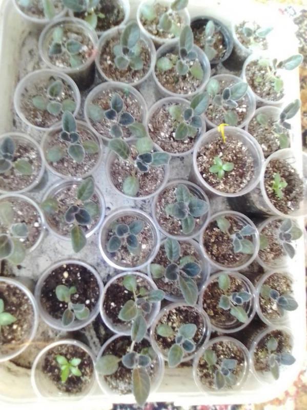 2 вида глоксинии красная и фиолетовая  каждая в стаканчике - Орск