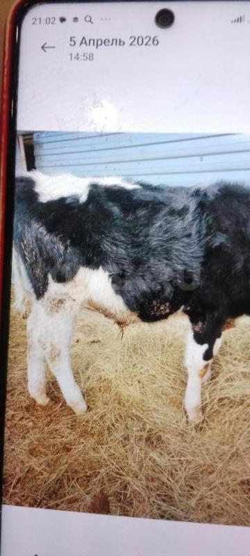 Продам Бычка 7 месяцев, голштина чистопородный. - Новоорск