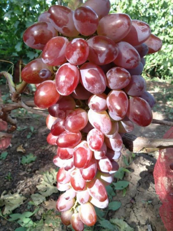 Саженцы лучших сортов винограда ,проверенных в условиях г. - Орск