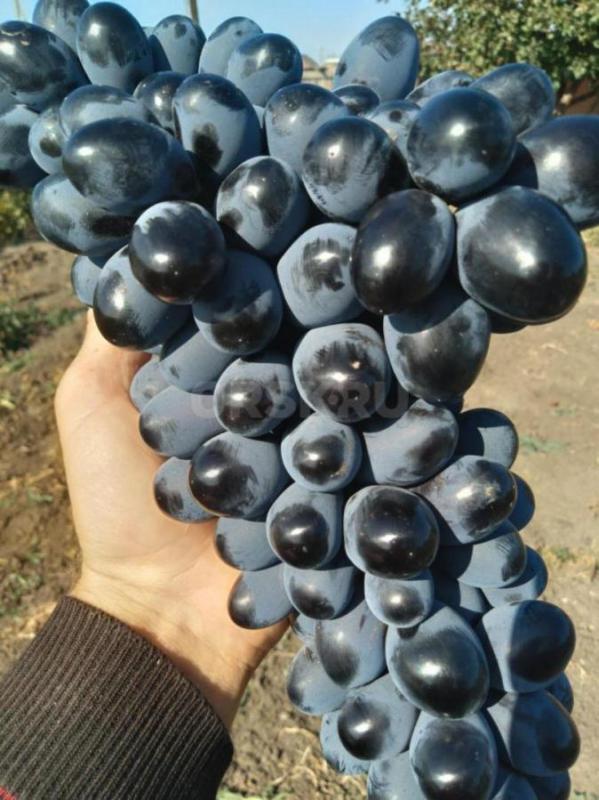 Саженцы лучших сортов винограда ,проверенных в условиях г. - Орск