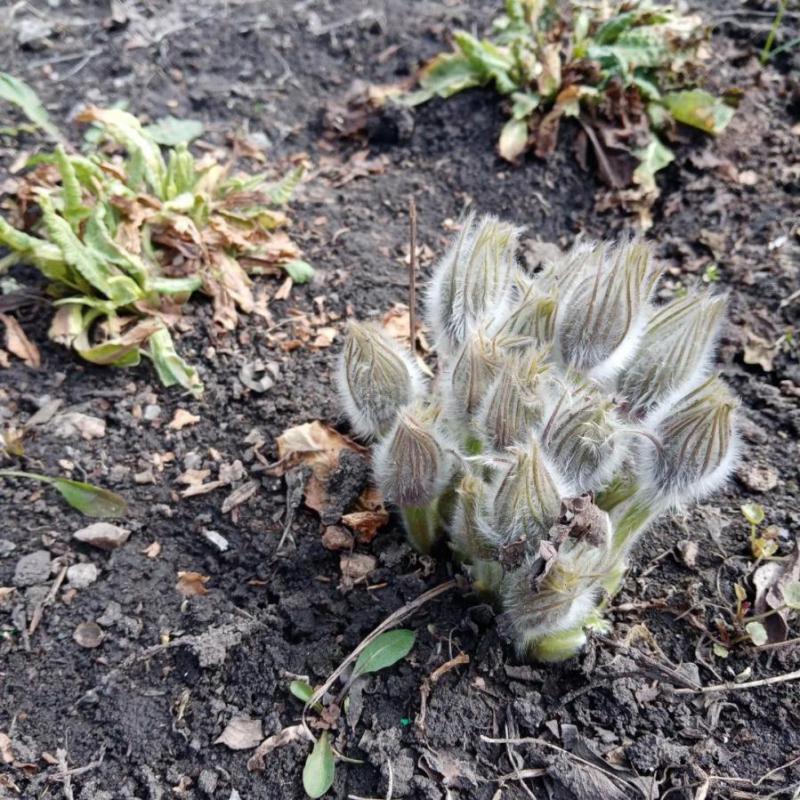 пихту кавказскую и куртинку сон травы-прострел. - Орск