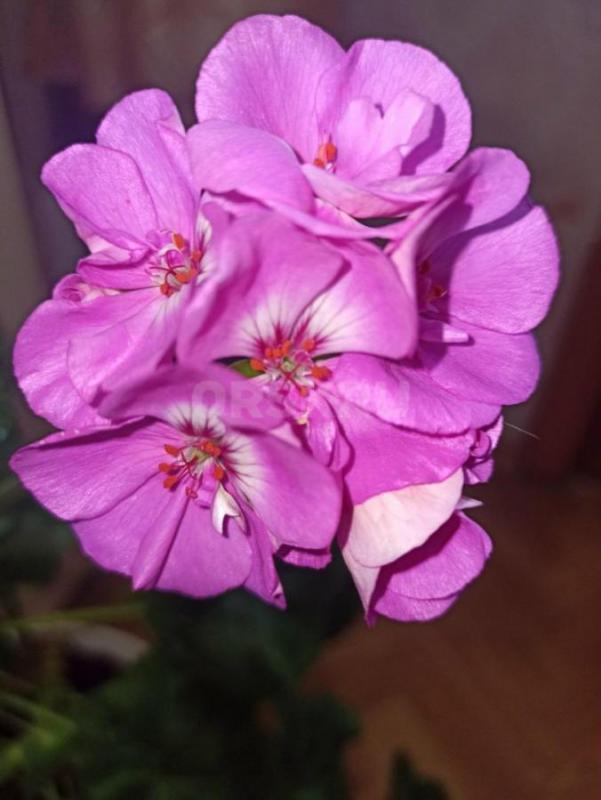 ПЕЛАРГОНИЯ цветущая, шикарные крупные цветки в соцветии розовые, высота 65 см с горшком. - Орск