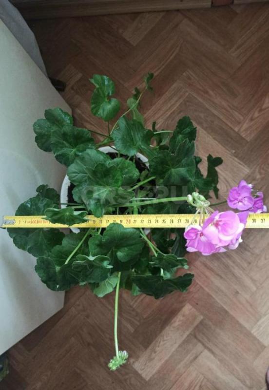 ПЕЛАРГОНИЯ цветущая, шикарные крупные цветки в соцветии розовые, высота 65 см с горшком. - Орск