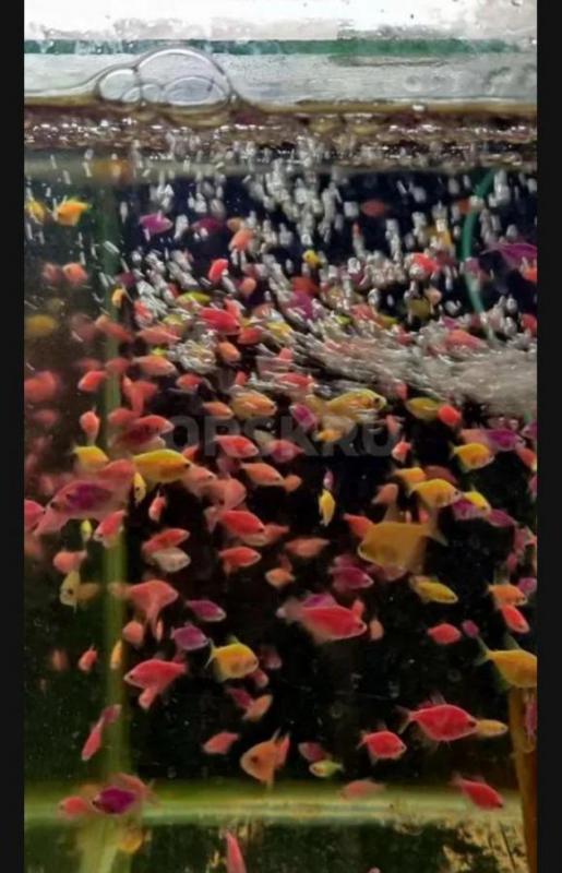 Рыбки. - Орск