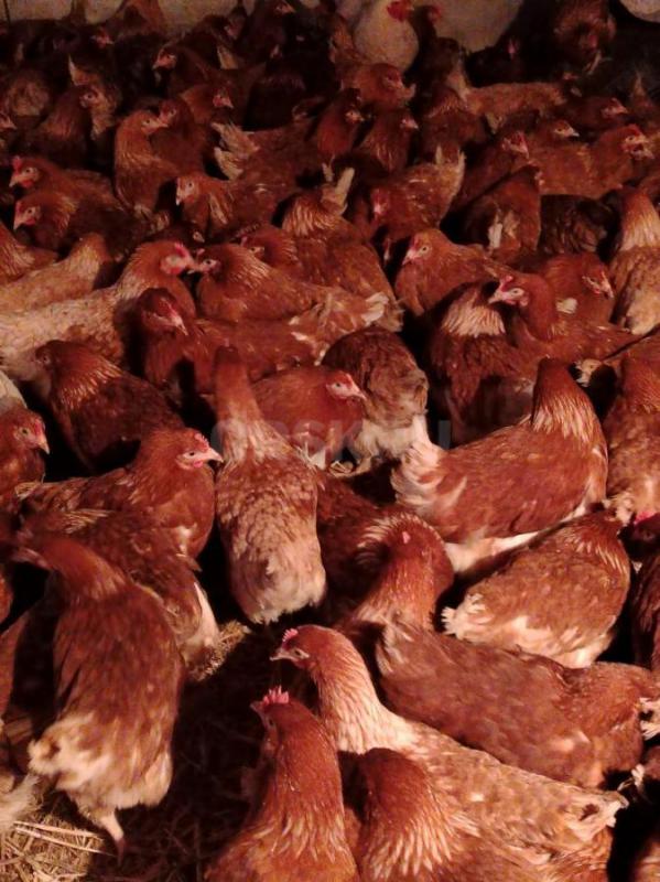 Куры несушки 5,5 мес Ломан Браун, начали нестись цена 550р
Куры молодки 4,5 месяца Ломан Уайт, белы - Орск