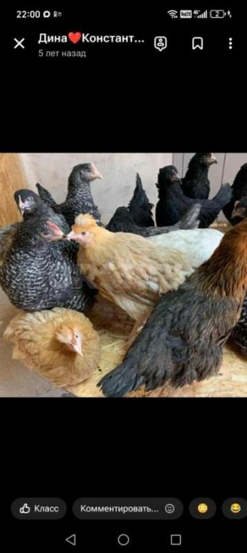 Куры несушки 5,5 мес Ломан Браун, начали нестись цена 550р
Куры молодки 4,5 месяца Ломан Уайт, белы - Орск