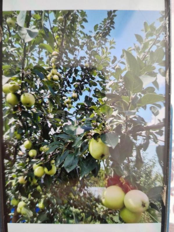 Продам сад 12 соток, Попов угол, за зеленхозом. - Орск