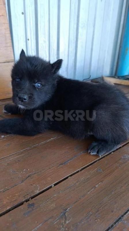 •	Продаются уникальные щенки волкособа. - Орск