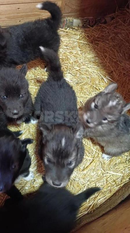 •	Продаются уникальные щенки волкособа. - Орск