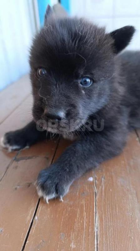 •	Продаются уникальные щенки волкособа. - Орск