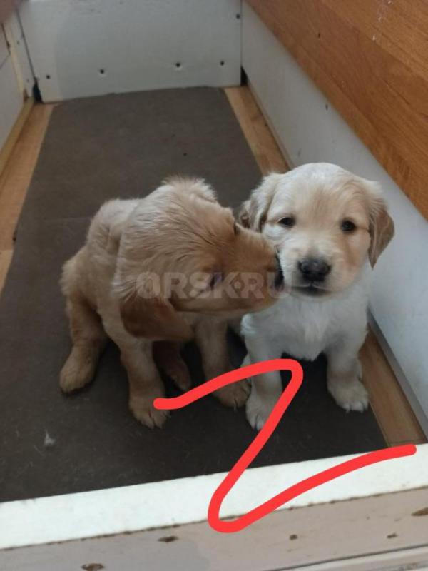 Осталась одна девочка. - Орск