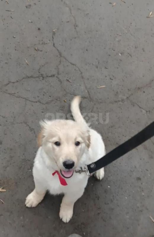 Осталась одна девочка. - Орск