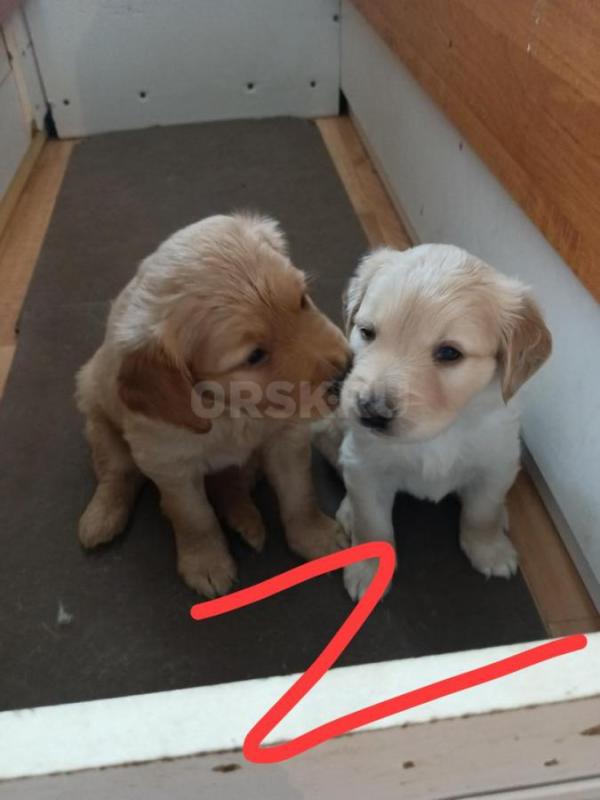 Осталась одна девочка. - Орск