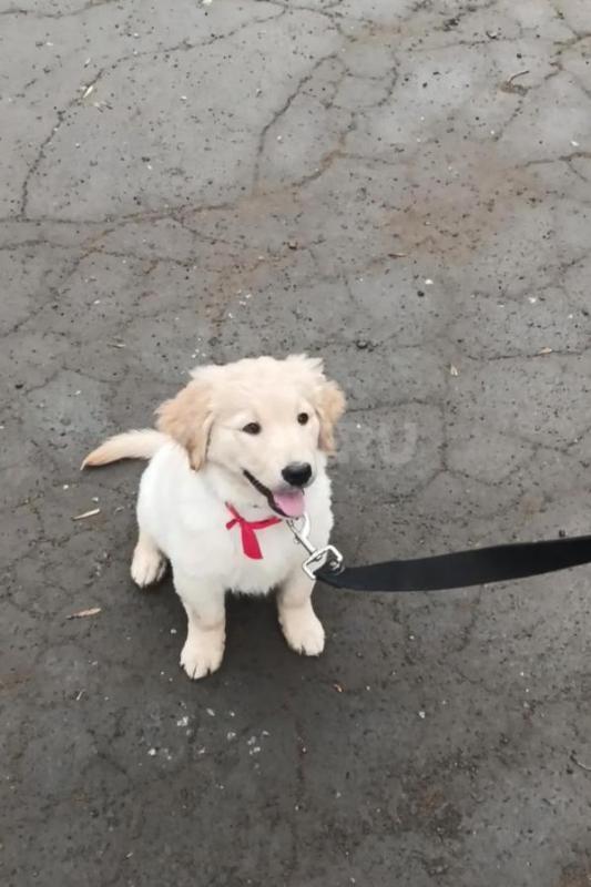 Осталась одна девочка. - Орск