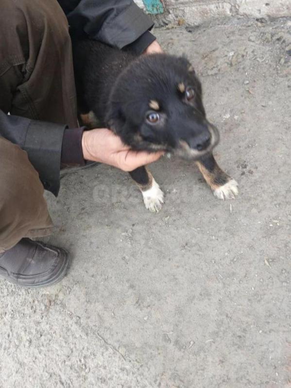 Отдадим щенков,привезём, стерилизация за наш счёт.3 мальчика,2 девочки. - Орск