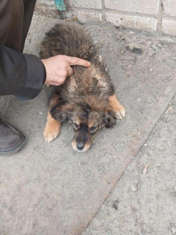 Отдадим щенков,привезём, стерилизация за наш счёт.3 мальчика,2 девочки. - Орск