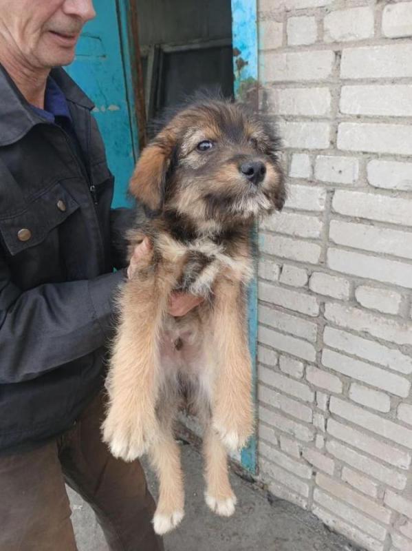 Отдадим щенков,привезём, стерилизация за наш счёт.3 мальчика,2 девочки. - Орск