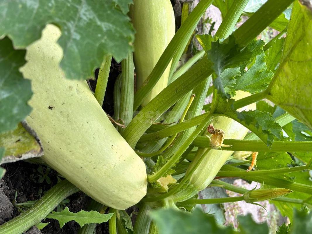 Продаю земельный участок с собственной скважиной, участок в собственности, находится в СНТ НИВА, в ч - Орск