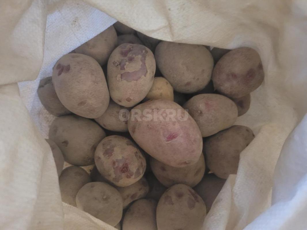 продам домашний  картофель возможна доставка - Орск