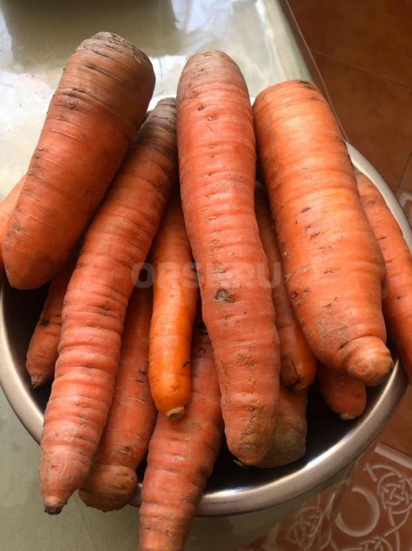 Продам морковь. - Орск