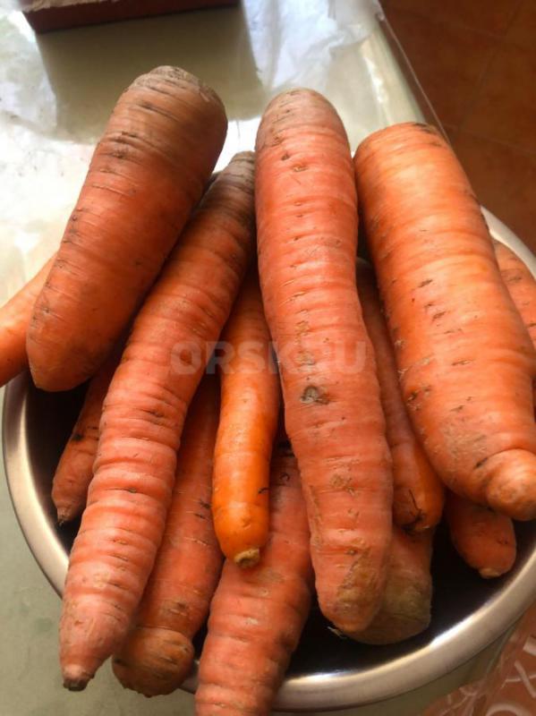 Продам морковь. - Орск
