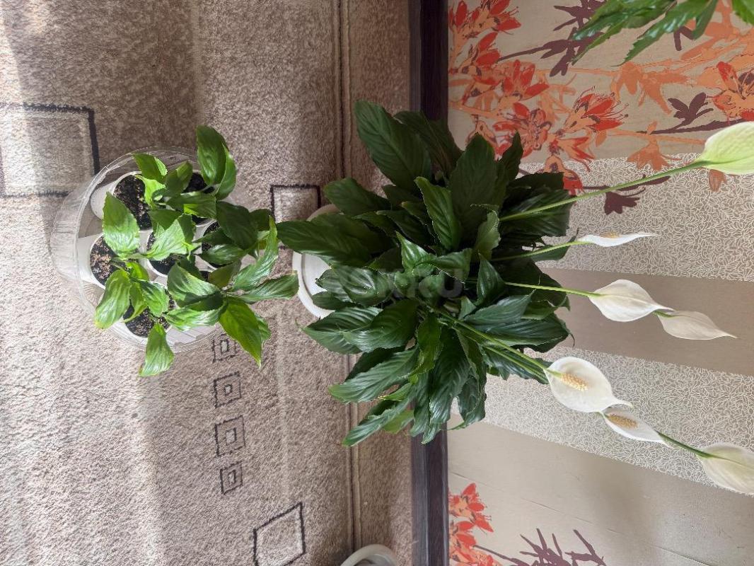 Спатифиллум,укоренные детки. - Орск