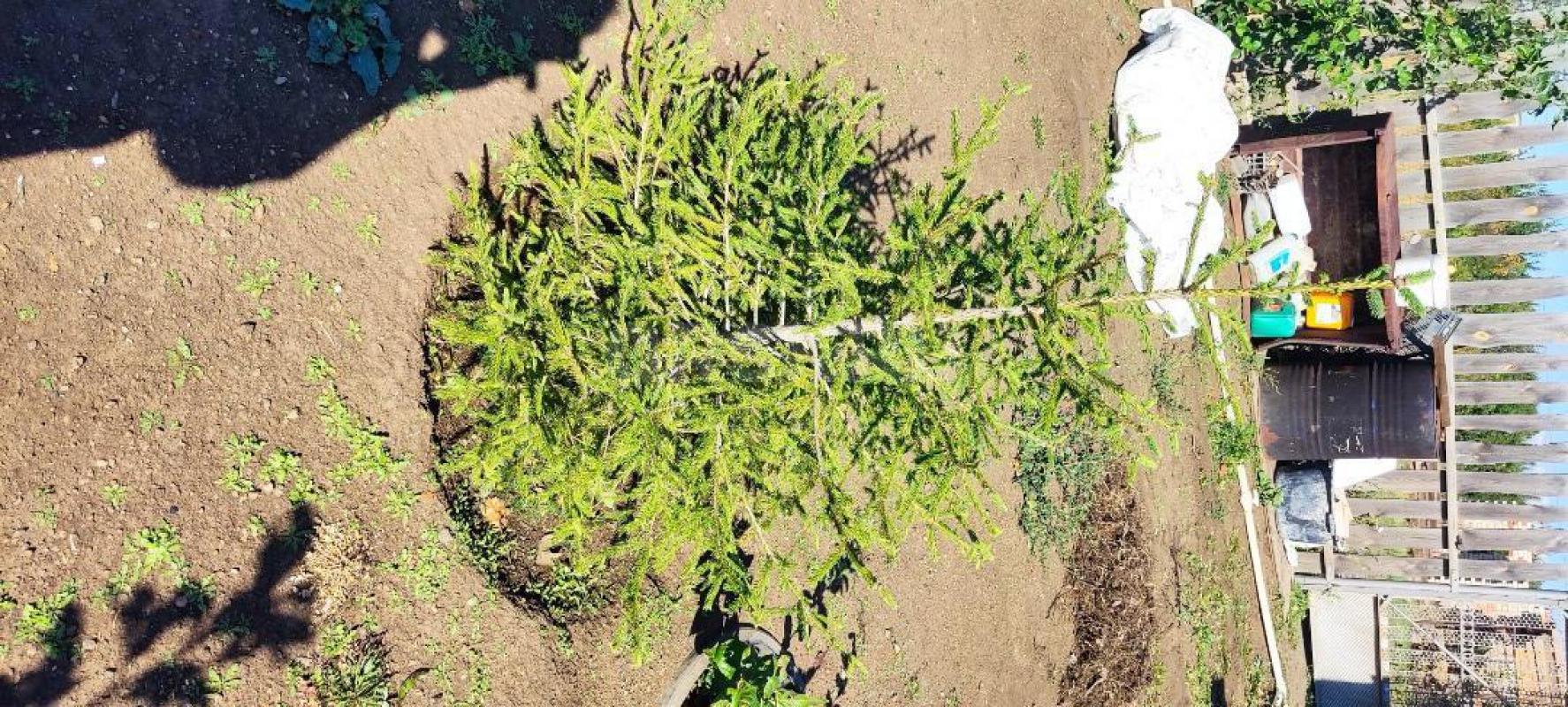 продам саженцы:
- ива шаровидная - 500 рублей;
- катальпа - 300 рублей;
- клен канадский - 500 ру - Орск