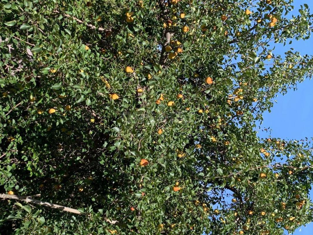 Продам сад 6 соток. - Орск