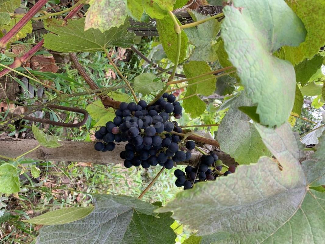 Продам сад 6 соток. - Орск