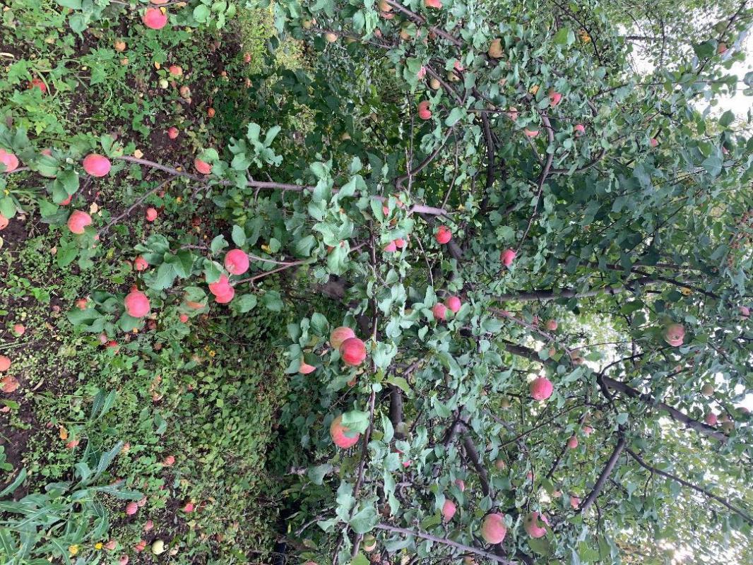 Продам сад 6 соток. - Орск