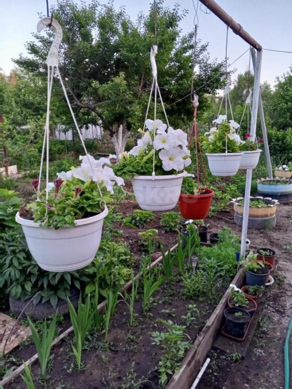 Продам сад имеется дом 3ком , душ туалет мангальная зона посадки яблони малина смородина крыжовник к - Орск