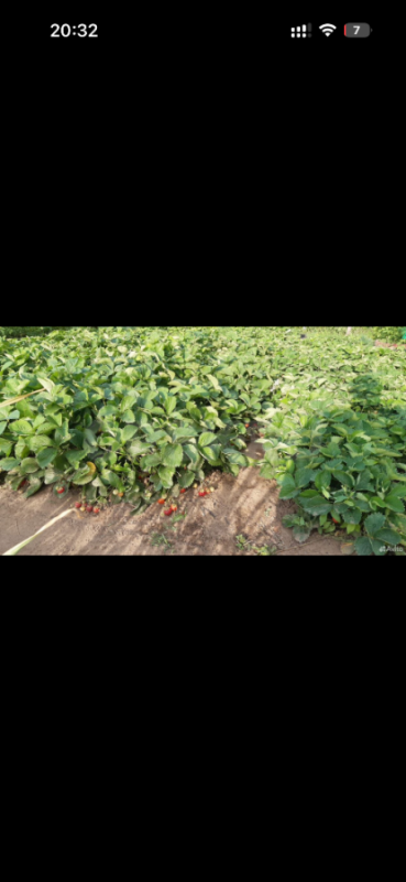 Продам участок в СНТ Горем-25 с кирпичным  домиком (проведен свет, есть место для парковки машины), - Орск