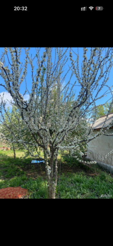 Продам участок в СНТ Горем-25 с кирпичным  домиком (проведен свет, есть место для парковки машины), - Орск