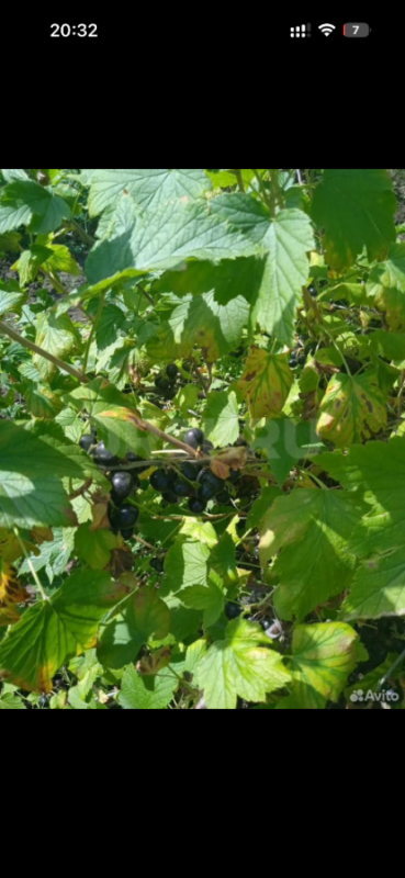 Продам участок в СНТ Горем-25 с кирпичным  домиком (проведен свет, есть место для парковки машины), - Орск