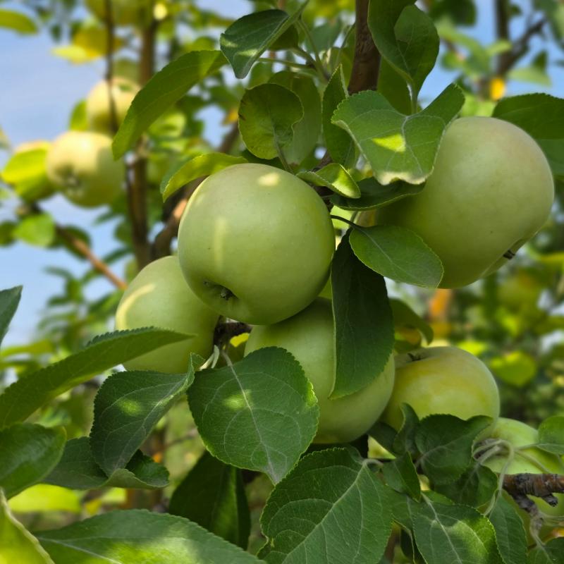 Саженцы с закрытой корневой системой (ЗКС) из питомника:
Яблони: Аксёна, Беркутовское, Брусничное, З - 