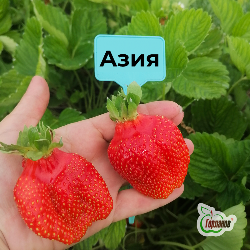 Саженцы с закрытой корневой системой (ЗКС) из питомника:
Яблони: Аксёна, Беркутовское, Брусничное, З - 