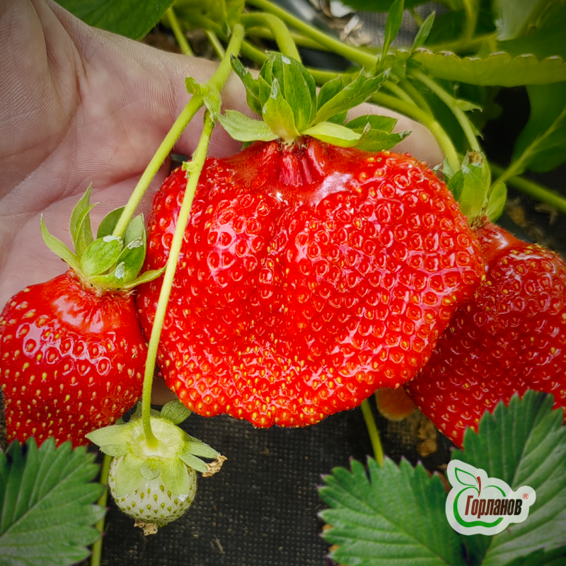 Саженцы с закрытой корневой системой (ЗКС) из питомника:
Яблони: Аксёна, Беркутовское, Брусничное, З - 