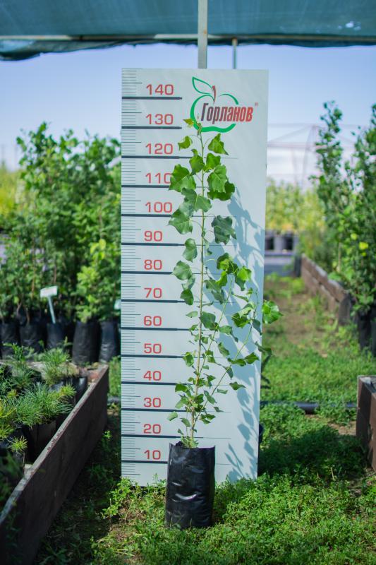 Саженцы с закрытой корневой системой (ЗКС) из питомника:
Яблони: Аксёна, Беркутовское, Брусничное, З - 