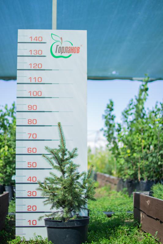 Саженцы с закрытой корневой системой (ЗКС) из питомника:
Яблони: Аксёна, Беркутовское, Брусничное, З - 