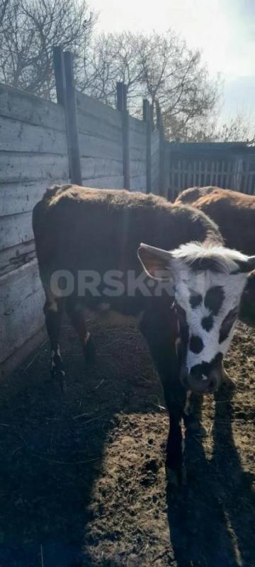 Продам тёлок. ( Возраст 1 г.- 1 г.3 месяца) - Орск