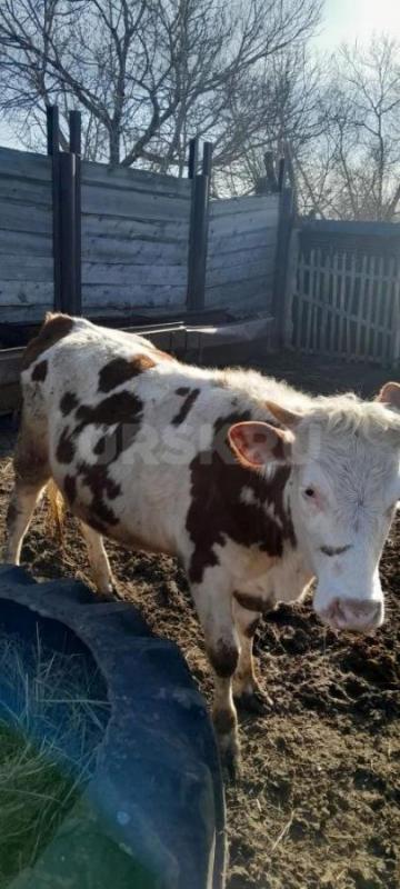 Продам тёлок. ( Возраст 1 г.- 1 г.3 месяца) - Орск