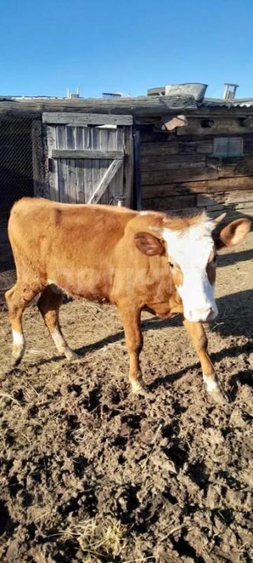 Продам тёлок. ( Возраст 1 г.- 1 г.3 месяца) - Орск