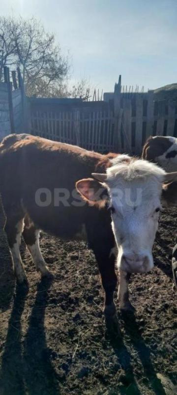 Продам тёлок. ( Возраст 1 г.- 1 г.3 месяца) - Орск