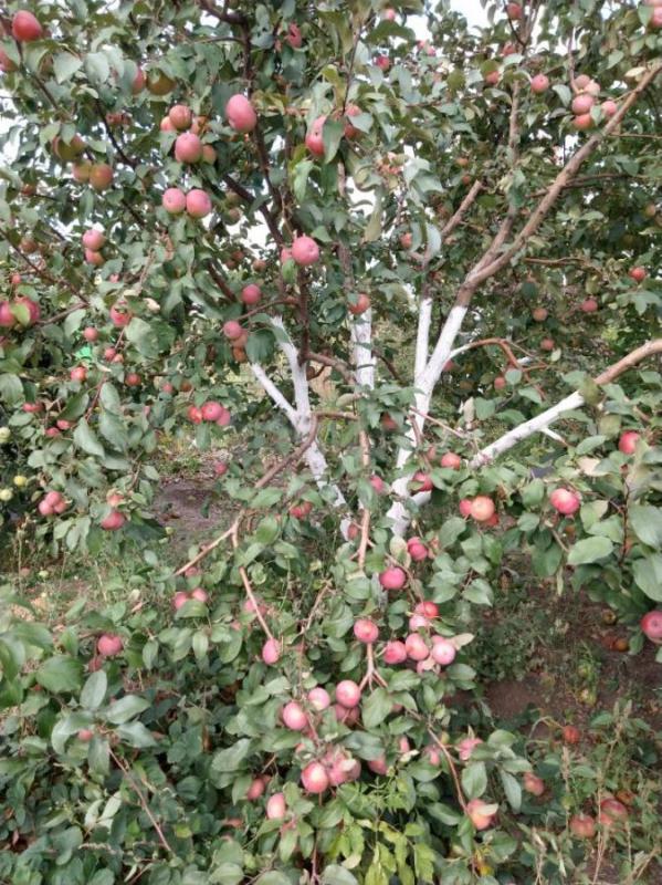 Сад на 2й садовой ТСН-24,приватизирован, имеется свет, баня, беседка, теплица, качок, домик, все нас - Орск