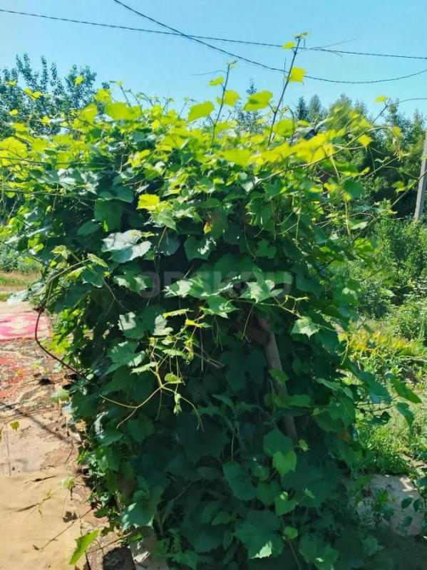 Продам дачу. - Орск